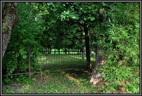 The Jewish cemetery of Kelme. August 2009