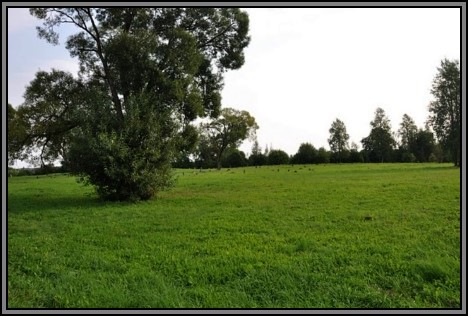 The Jewish cemetery of Kelme. August 2009