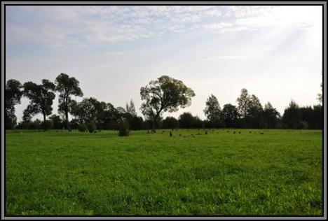 The Jewish cemetery of Kelme. August 2009