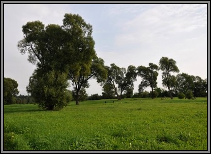 The Jewish cemetery of Kelme. August 2009