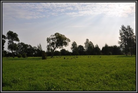 The Jewish cemetery of Kelme. August 2009