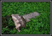 Tombstone in the Kelme cemetery. August 2009